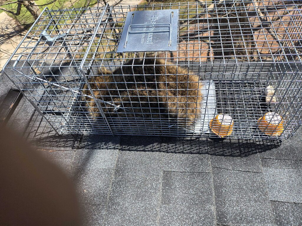 Wildlife Removal Griffith