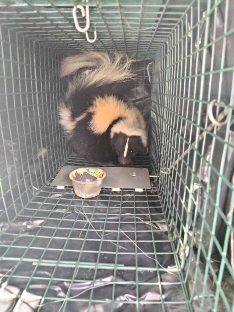 Wildlife Removal Griffith