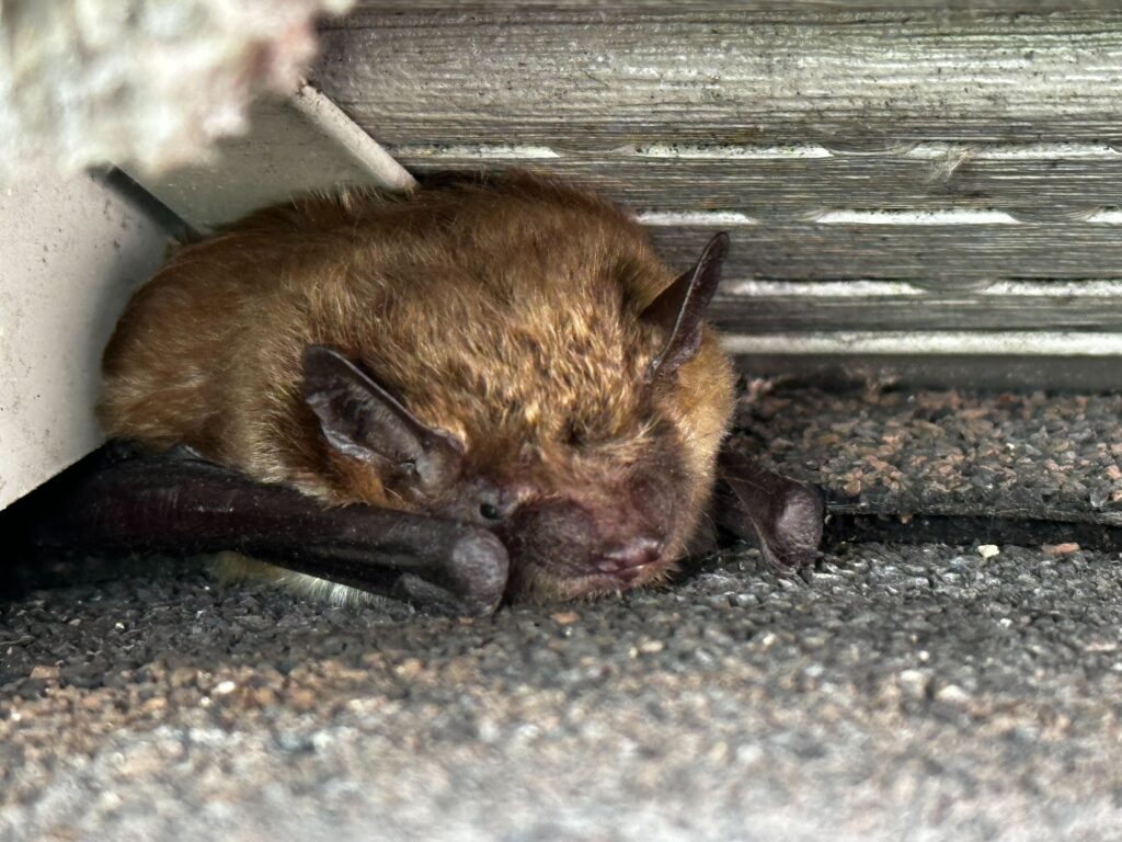 Wildlife Removal Griffith
