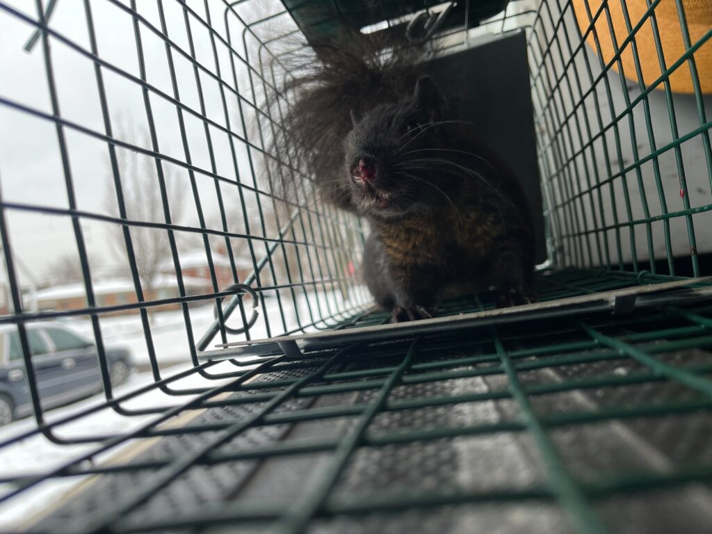 Wildlife Removal Griffith