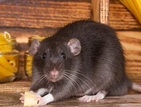 Wildlife Removal Griffith