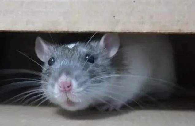 Wildlife Removal Griffith